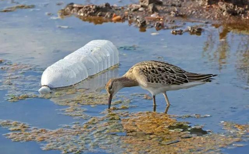 科學家確認人體已被微塑料污染，污染源不僅是海洋