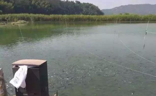 水渾了？不用怕，這五個方面讓水質恢復清新